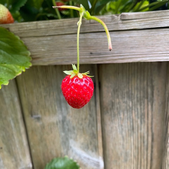 Meet your Posher, Grace - Picture 1 of 1